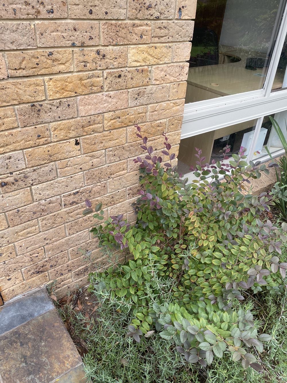 Garden soil built up against cladding, well under the 150mm clearance, St Ives, Tallawong