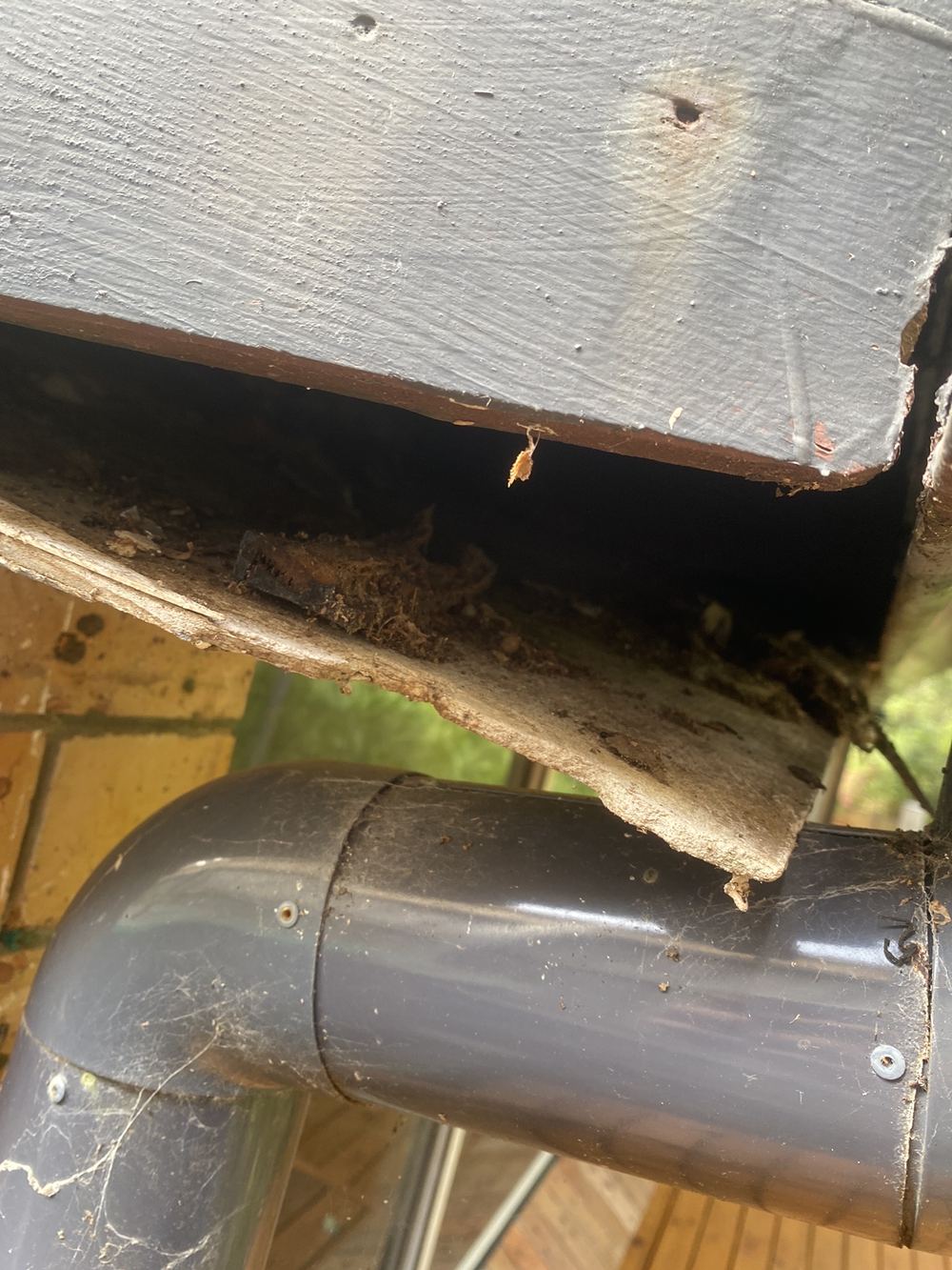 Termites on a new estate