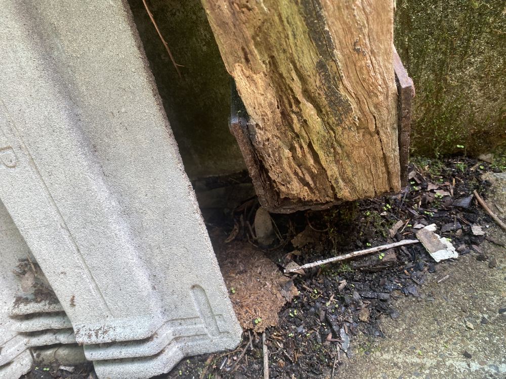 Minor inactive termite damage left by an earlier attack, found during a building and pest inspection in St Ives